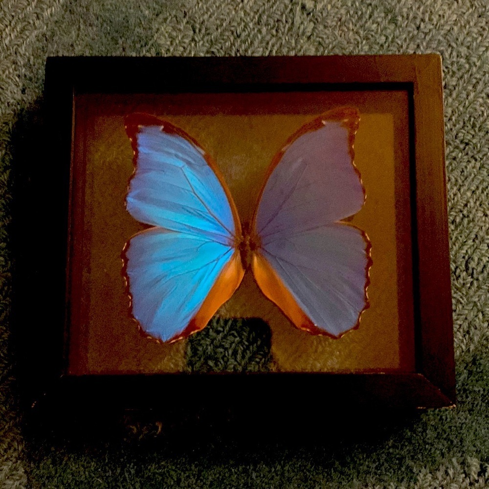 Butterfly Wall Art